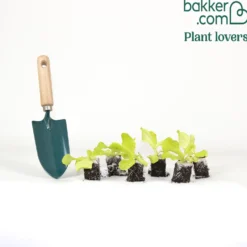 Kopfsalat Novappia (x6) - Knackiger Salat ganz einfach