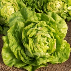 Kopfsalat ‘Reine de Mai’ - Zarter Salat schon im Mai