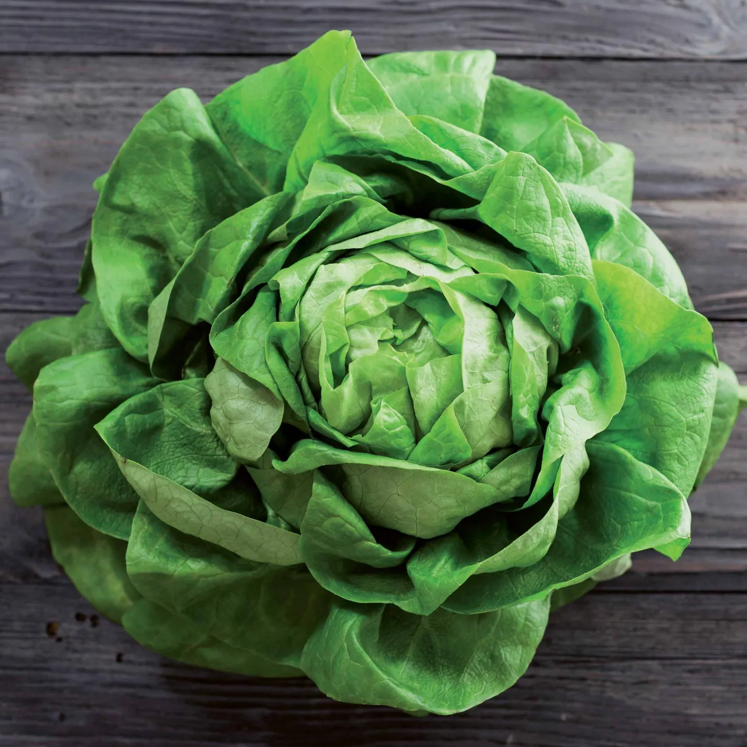 Kopfsalat Rigoletto - Knackiger Salat, ganz einfach