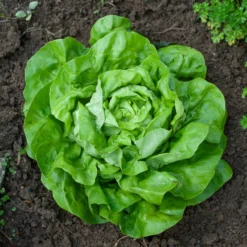 Kopfsalat Rigoletto - Knackiger Salat, ganz einfach