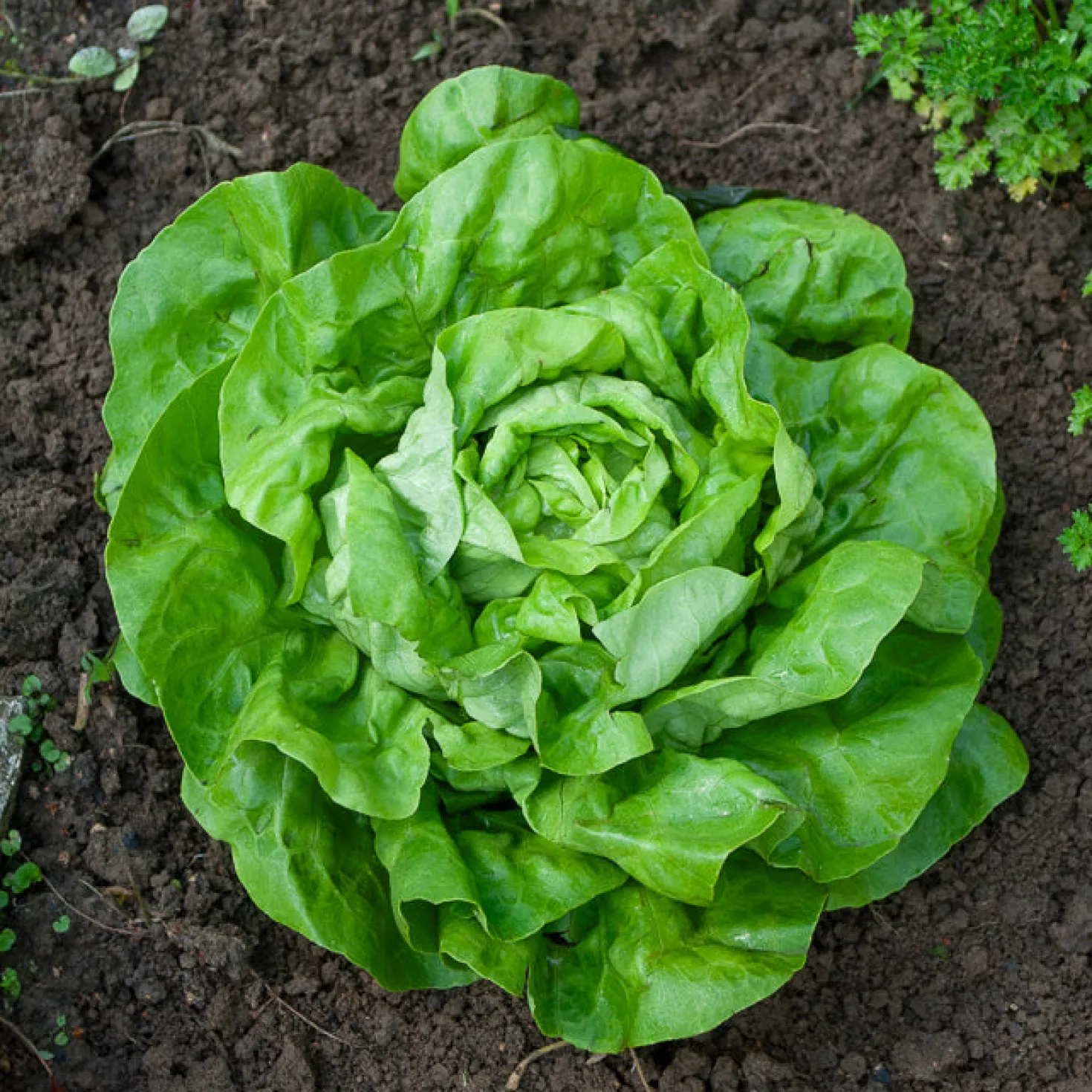 Kopfsalat Rigoletto - Knackiger Salat, ganz einfach