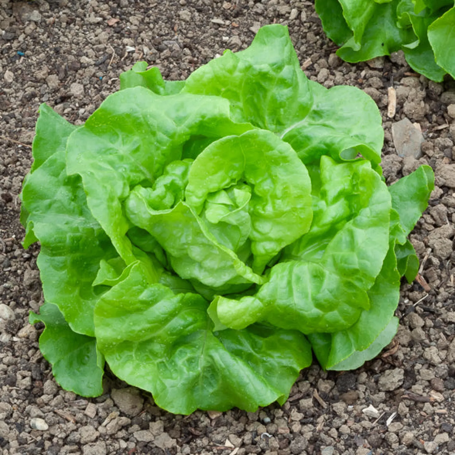 Kopfsalat Rigoletto - Knackiger Salat, ganz einfach