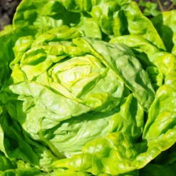 Kopfsalat Winterwunder - Frischer Salat im Winter