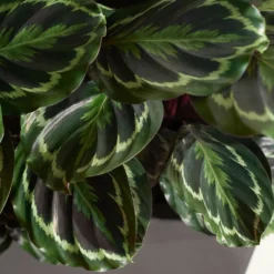 Korbmarante 'Medaillon' - Wow-Effekt fürs Wohnzimmer