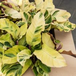 Korbmarante ‘Yellow Fusion’ - Blätter, die schlafen gehen