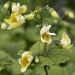 Koreanische Wachsblume - Gelbe Blüten im Schatten