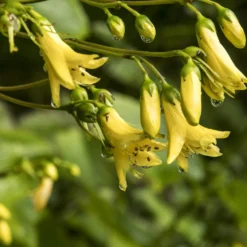 Koreanische Wachsblume - Gelbe Blüten im Schatten