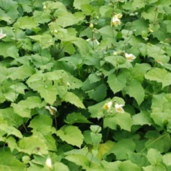 Koreanische Wachsblume - Gelbe Blüten im Schatten