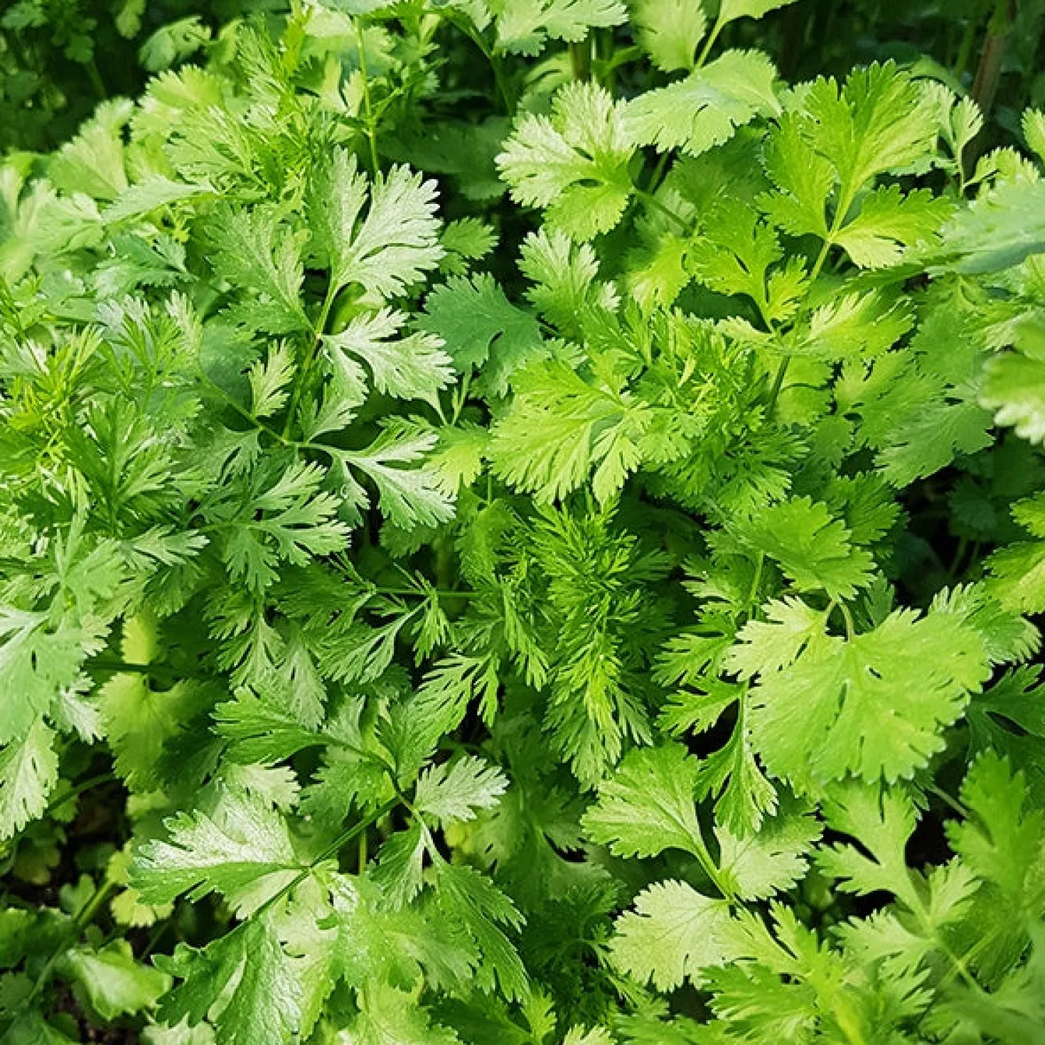 Koriander Coriandrum sativum - Frisch geerntet, sofort gewürzt