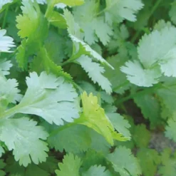 Koriander Coriandrum sativum - Frisch geerntet, sofort gewürzt