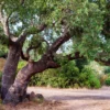 Korkeiche - Der Baum, der Kork macht