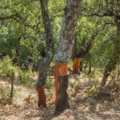 Korkeiche - Der Baum, der Kork macht