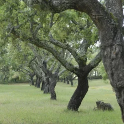 Korkeiche - Der Baum, der Kork macht