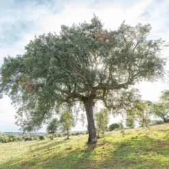 Korkeiche - Der Baum, der Kork macht