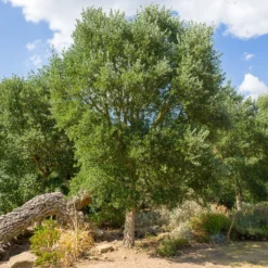 Korkeiche - Der Baum, der Kork macht