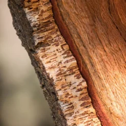 Korkeiche - Der Baum, der Kork macht