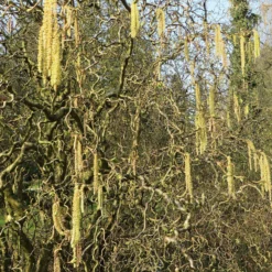 Korkenzieherhasel 'Contorta' - Verdrehte Zweige im Winter