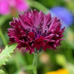 Kornblume Black Ball - Tiefrote Blüten den Sommer lang