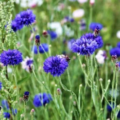 Kornblume Blue Boy - Leuchtend blau, bienenstark