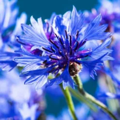 Kornblume Blue Boy - Leuchtend blau, bienenstark