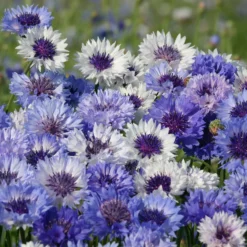 Kornblume Classic Fantastic - Blaue Blüten den ganzen Sommer
