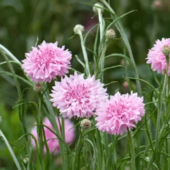 Kornblume Pinkie - Rosa Blüten den ganzen Sommer
