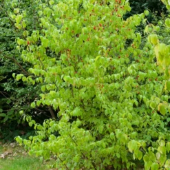Kornelkirsche - Gelbe Blüten schon im Februar