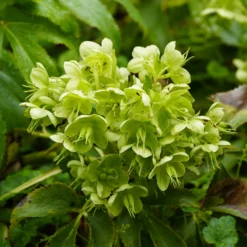 Korsische Nieswurz - Blüten mitten im Winter