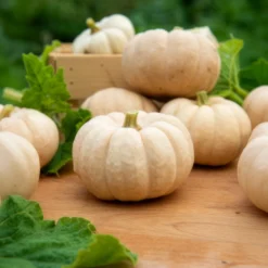 Kürbis Baby Boo - Mini-Kürbisse zum Verlieben