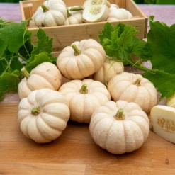 Kürbis Baby Boo - Mini-Kürbisse zum Verlieben
