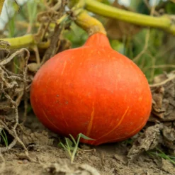 Kürbis ‘Potimarron’ - Süßer Maronengeschmack im Herbst