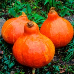 Kürbis Uchiki-Kuri - Ernte ohne Schälen
