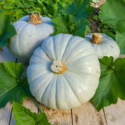 Kürbis Ungarische Blaue - Süß, blau, lange haltbar