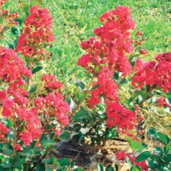Kreppmyrte ‘Braise d’Été®’ - Blüten den ganzen Sommer