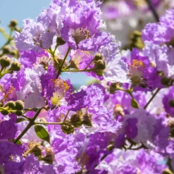 Kreppmyrten Kollektion Rot/Violett/Weiß (x3) - Flieder-Trio: Leuchtende Vielfalt