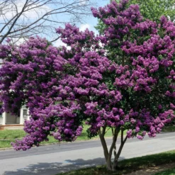 Kreppmyrten Kollektion Rot/Violett/Weiß (x3) - Flieder-Trio: Leuchtende Vielfalt