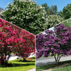 Kreppmyrten Kollektion Rot/Violett/Weiß (x3) - Flieder-Trio: Leuchtende Vielfalt