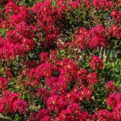 Kreppmyrten Kollektion Rot/Violett/Weiß (x3) - Flieder-Trio: Leuchtende Vielfalt
