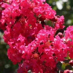 Kreppmyrte ‘Petite Red’ - Sommerblüten in Fuchsia