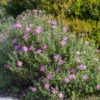 Kretische Zistrose - Mediterran ohne Aufwand