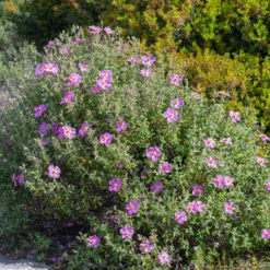 Kretische Zistrose - Mediterran ohne Aufwand