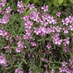 Kriechendes Schleierkraut 'Rosea' - Rosa Blütenteppich für Sonne