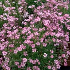 Kriechendes Schleierkraut 'Rosea' - Rosa Blütenteppich für Sonne