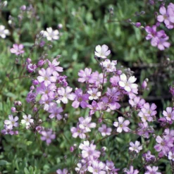 Kriechendes Schleierkraut 'Rosea' - Rosa Blütenteppich für Sonne