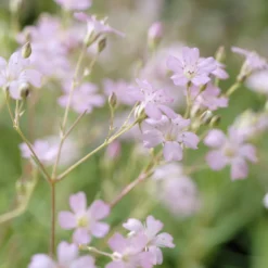Kriechendes Schleierkraut 'Rosea' - Rosa Blütenteppich für Sonne