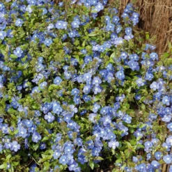 Kriechende Veronika Georgia Blue - Blauer Blütenteppich sofort