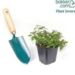 Kriechende Veronika Georgia Blue - Blauer Blütenteppich sofort