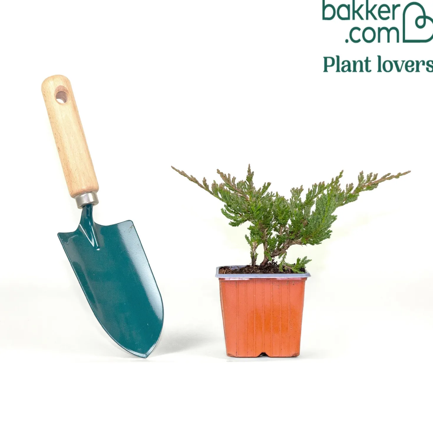 Kriech-Wacholder Blue Chip - Blauer Teppich ohne Mühe