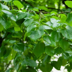 Krim-Linde Euchlora - Schnell schattig und duftend