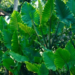 Kristal-anthurium - Blätter wie aus Samt
